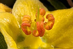 fremontodendron californicum thumbnail graphic